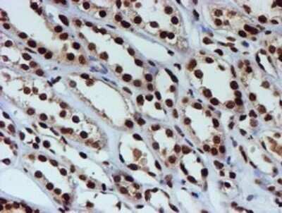 Immunohistochemistry: FMRP Antibody (OTI3B4) [NBP2-45689]