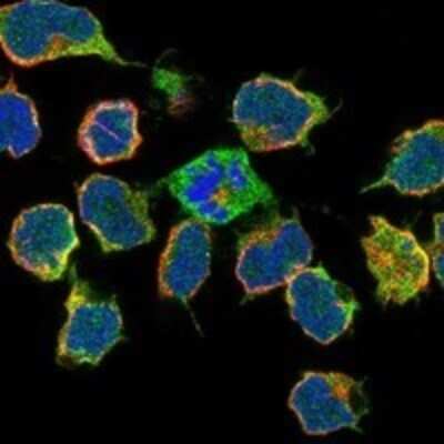 Immunocytochemistry/ Immunofluorescence: FNBP1 Antibody [NBP3-17252]