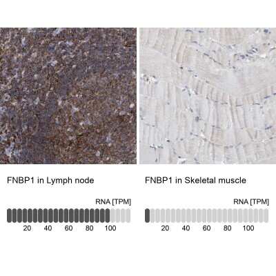 Immunohistochemistry-Paraffin: FNBP1 Antibody [NBP2-48556]