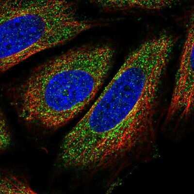 Immunocytochemistry/ Immunofluorescence: FNBP1L Antibody [NBP2-49439]