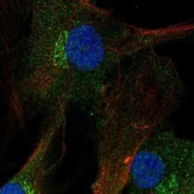 Immunocytochemistry/ Immunofluorescence: FNDC3A Antibody [NBP3-17849]