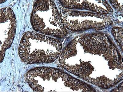 Immunohistochemistry: FNDC8 Antibody (OTI1C10) [NBP2-45692]