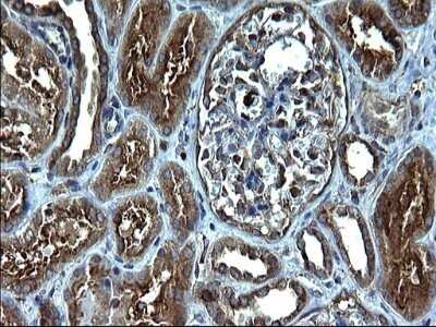 Immunohistochemistry: FNDC8 Antibody (OTI1C10) - Azide and BSA Free [NBP2-71966]