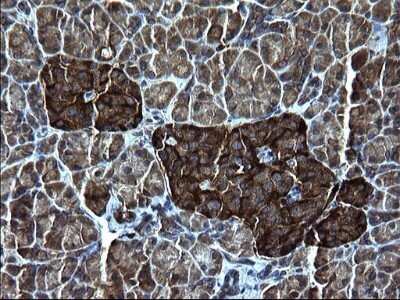 Immunohistochemistry: FNDC8 Antibody (OTI1C10) - Azide and BSA Free [NBP2-71966]