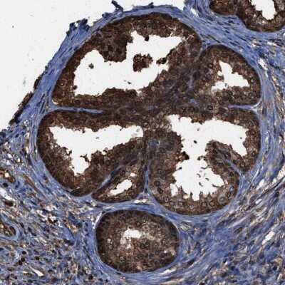 Immunohistochemistry-Paraffin: FNTA Antibody [NBP1-83428]