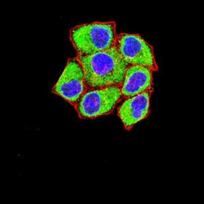 Immunocytochemistry/ Immunofluorescence: FOLR1 Antibody (2G5C12) - BSA Free [NBP2-61773]