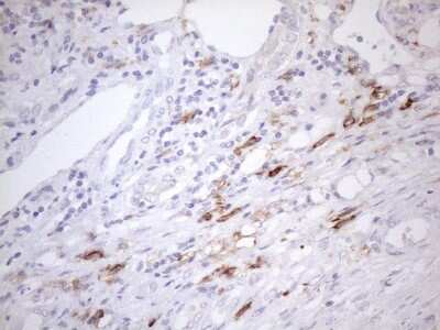 Immunohistochemistry: FOLR2 Antibody (OTI4G6) [NBP2-45693]