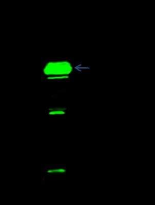 Immunoprecipitation: FOLR4 Antibody [NBP2-99508]