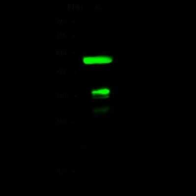 Western Blot: FOLR4 Antibody [NBP2-99508]