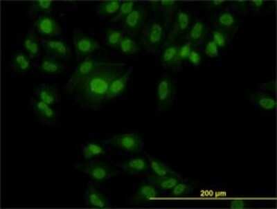 Immunocytochemistry/ Immunofluorescence: FOX2 Antibody (4G3) [H00023543-M01]