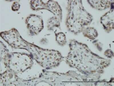 Immunohistochemistry-Paraffin: FOX2 Antibody (4G3) [H00023543-M01]