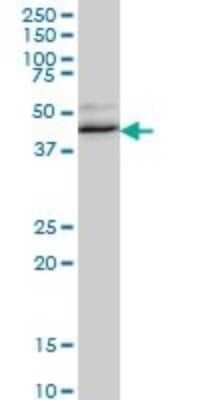 Western Blot: FOX2 Antibody (4G3) [H00023543-M01]