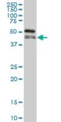 Western Blot: FOX2 Antibody (5E11) [H00023543-M02]