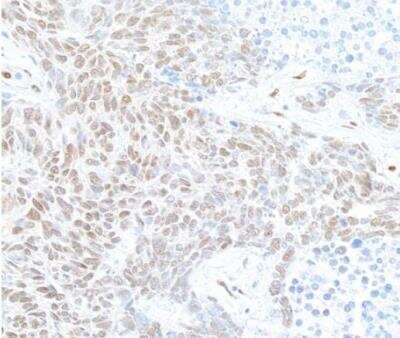Immunohistochemistry-Paraffin: FOX2 Antibody [NB110-40588]