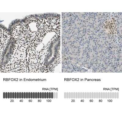 Immunohistochemistry-Paraffin: FOX2 Antibody [NBP1-91910]