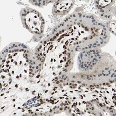Immunohistochemistry-Paraffin: FOX2 Antibody [NBP1-91910]
