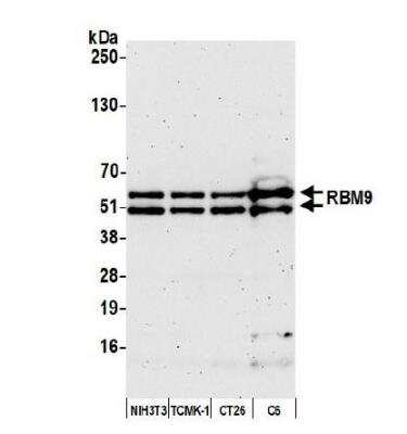 Western Blot: FOX2 Antibody [NB110-40588]