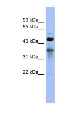 Western Blot: FOX2 Antibody [NBP1-57373]