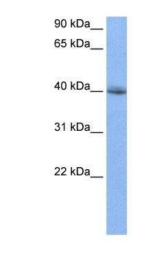 Western Blot: FOX2 Antibody [NBP1-57389]