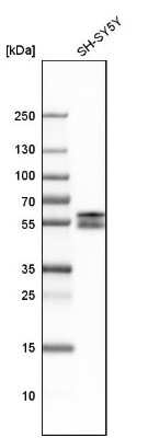 Western Blot: FOX2 Antibody [NBP1-91910]