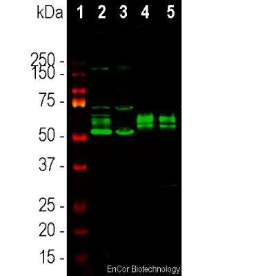 Western Blot: FOX2 Antibody [NBP3-05534]