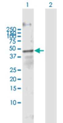 Western Blot: FOXA3 Antibody [H00003171-B01P]