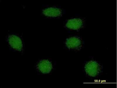 Immunocytochemistry/ Immunofluorescence: FOXI1 Antibody [H00002299-B02P]
