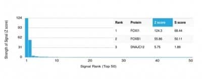 Protein Array: FOXI1 Antibody (PCRP-FOXL1-1F8) - Azide and BSA Free [NBP3-14224]