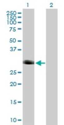 Western Blot: FOXI1 Antibody [H00002299-B02P]