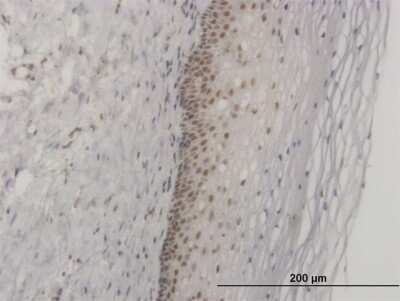 Immunohistochemistry-Paraffin: FOXL1 Antibody (2F6) [H00002300-M09]
