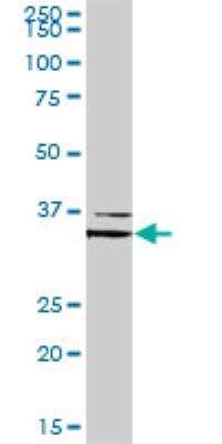 Western Blot: FOXL1 Antibody [H00002300-D01P]