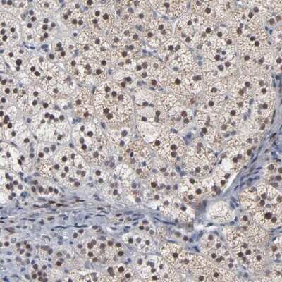 Immunohistochemistry-Paraffin: FOXN2 Antibody [NBP1-83153]