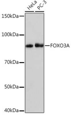 Western Blot: FOXO3 Antibody (8B9X5) [NBP3-16801]