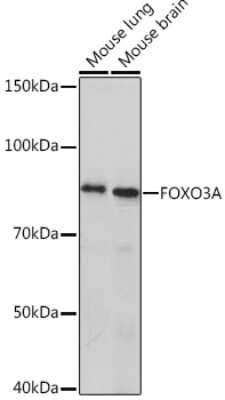 Western Blot: FOXO3 Antibody (8B9X5) [NBP3-16801]