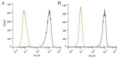 Flow Cytometry: FoxP1 Antibody (JC12) - BSA Free [NB100-65125]
