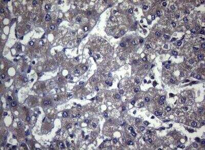 Immunohistochemistry-Paraffin: FOXQ1 Antibody (OTI4D9) [NBP2-45736]
