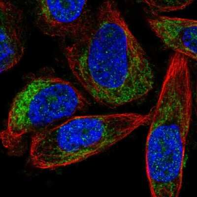 Immunocytochemistry/ Immunofluorescence: FOXRED1 Antibody [NBP2-58140]