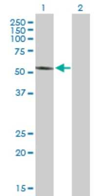Western Blot: FOXRED1 Antibody [H00055572-B01P]