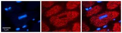 Immunohistochemistry-Paraffin: FPGS Antibody [NBP2-84941]