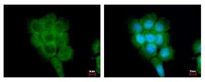 Immunocytochemistry/ Immunofluorescence: FPGT Antibody [NBP2-16527]