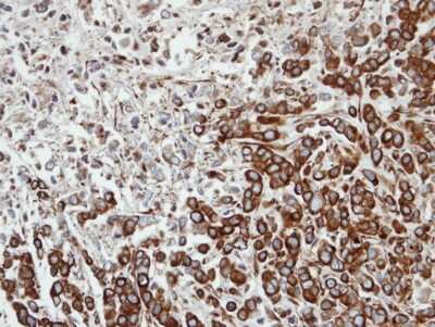 Immunohistochemistry-Paraffin: FPGT Antibody [NBP1-31436]
