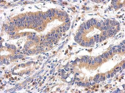 Immunohistochemistry-Paraffin: FPGT Antibody [NBP2-16527]