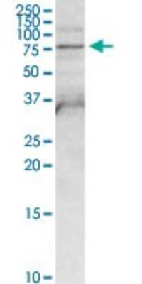Western Blot: FPGT Antibody [H00008790-D01P]
