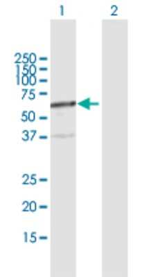 Western Blot: FPGT Antibody [H00008790-D01P]