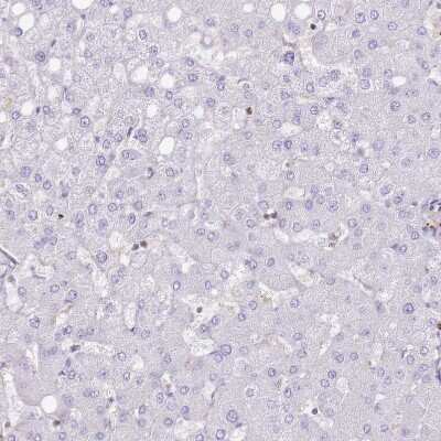 Immunohistochemistry-Paraffin: FPR1 Antibody [NBP2-47452]