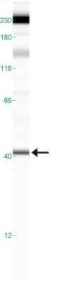Simple Western: FPR1 AntibodyBSA Free [NB100-56473]