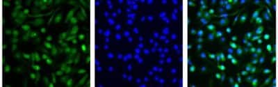 Immunocytochemistry/ Immunofluorescence: FPRL1/FPR2 Antibody - BSA Free [NLS1878]