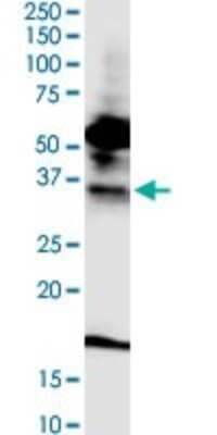 Western Blot: FPRL1/FPR2 Antibody (2G8) [H00002358-M03]