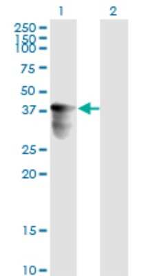 Western Blot: FRA10AC1 Antibody (2C4) [H00118924-M02]