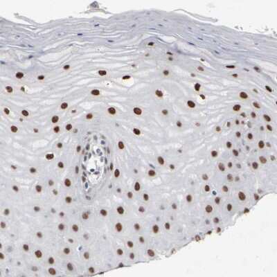 Immunohistochemistry-Paraffin: FRA2 Antibody [NBP1-89842]